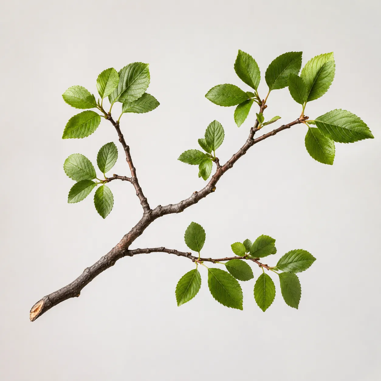 branch