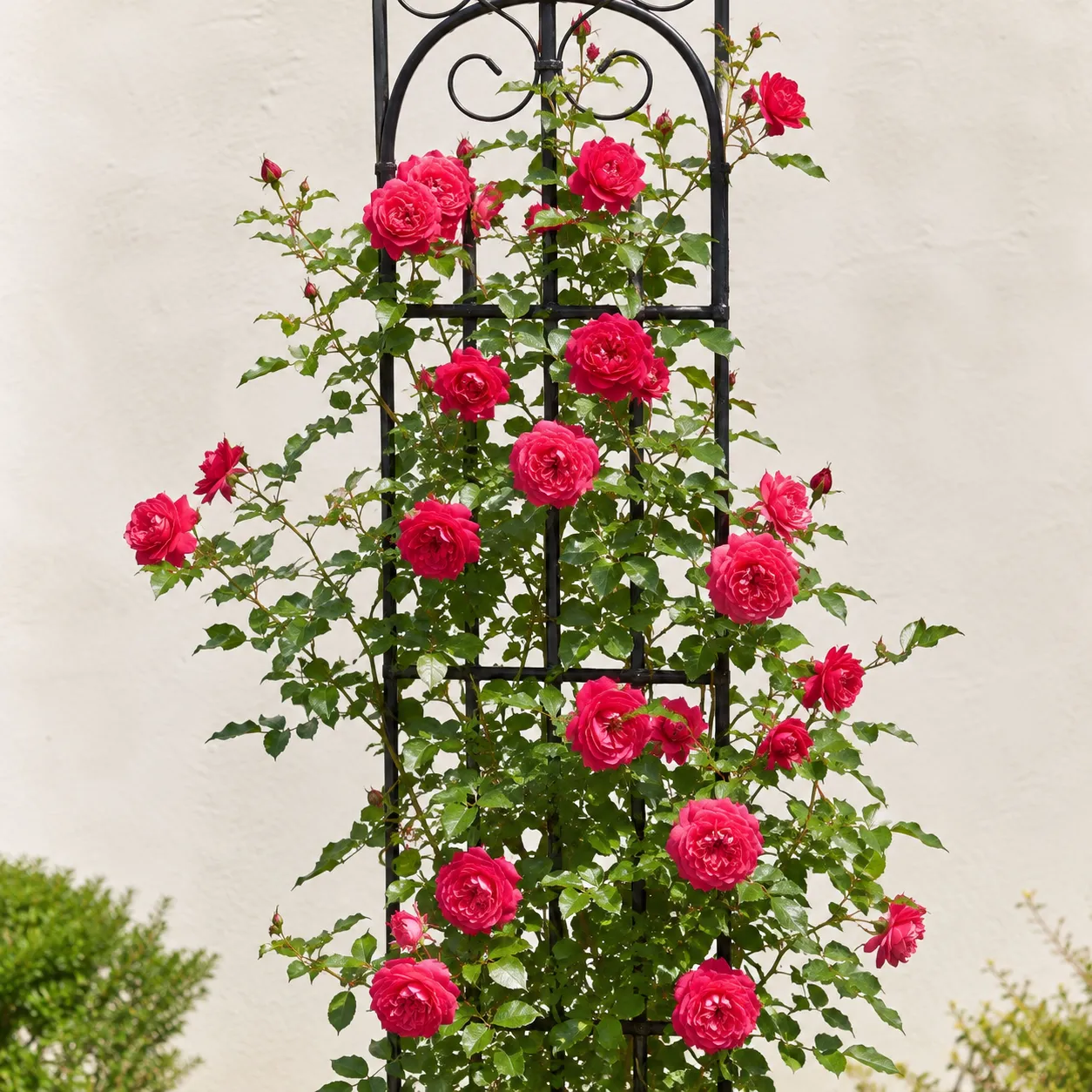 climbing rose