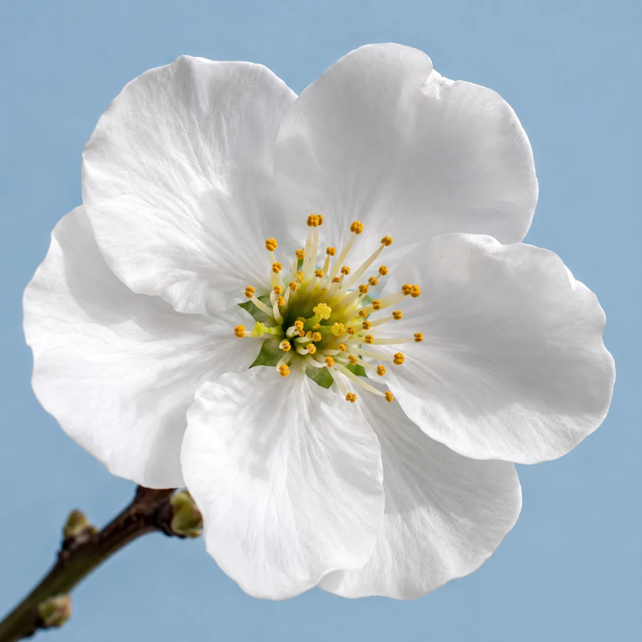 blossom