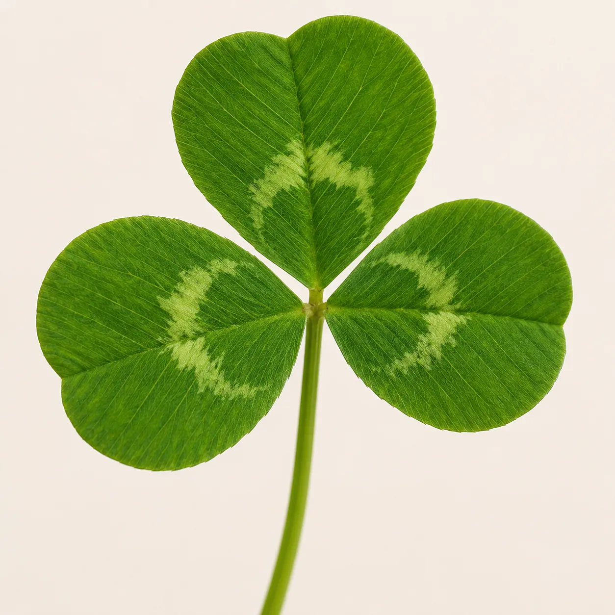 clover