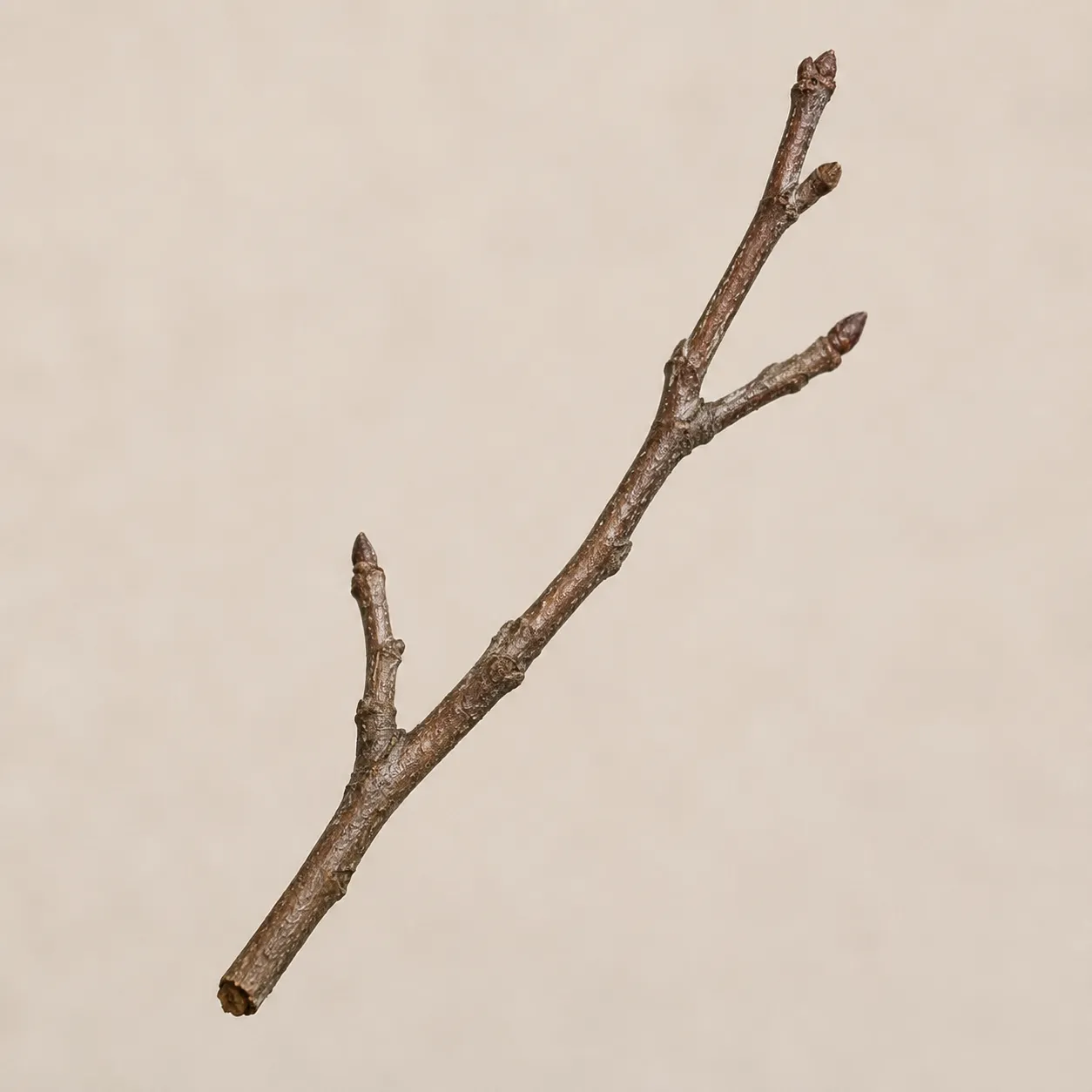 twig