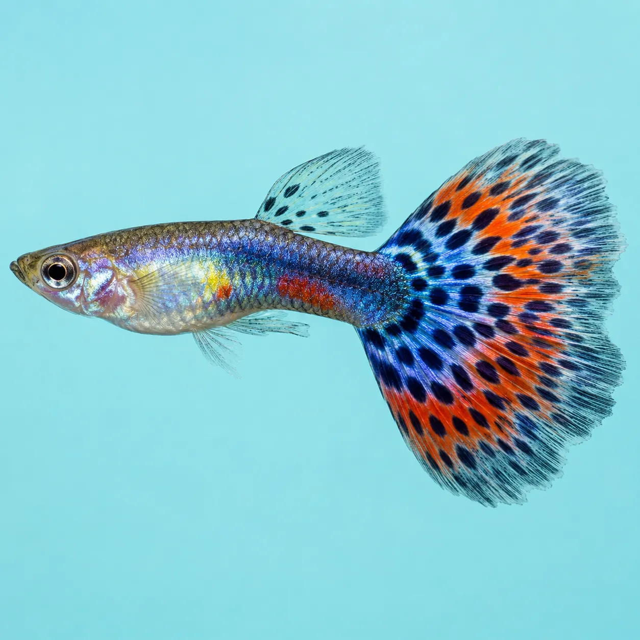 guppy