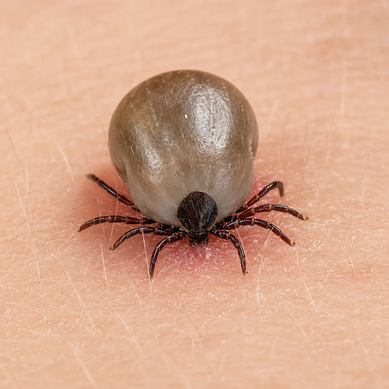 tick