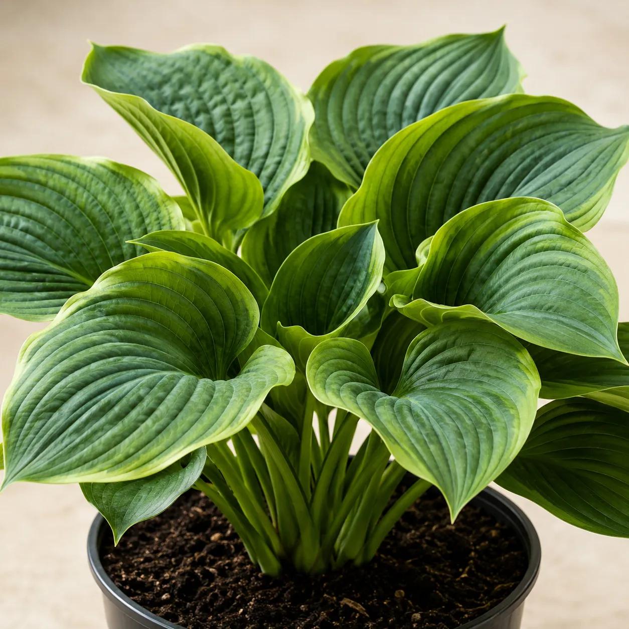 hosta