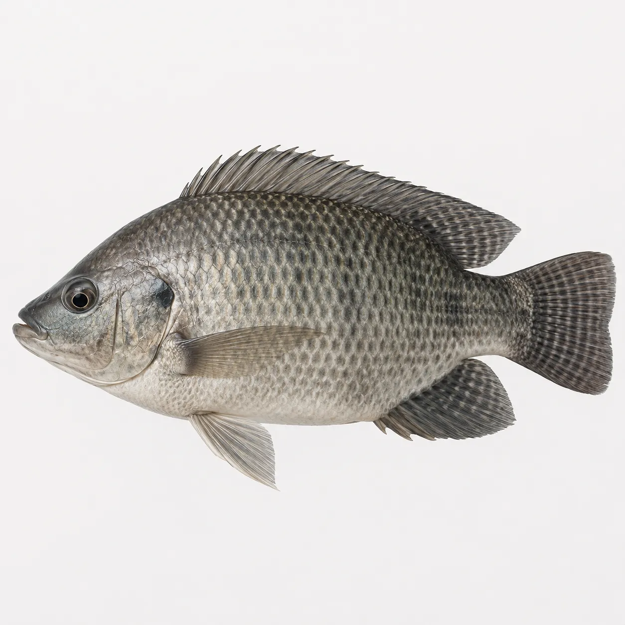 tilapia