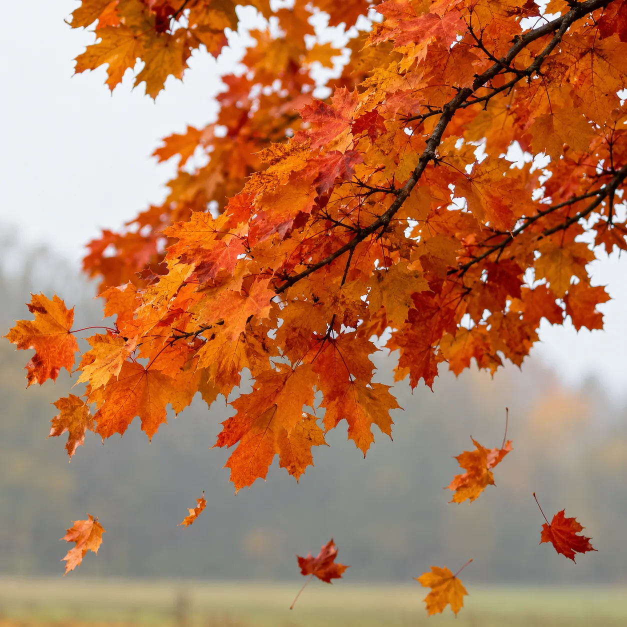 autumn