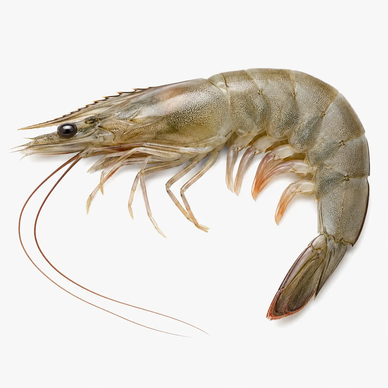 prawn