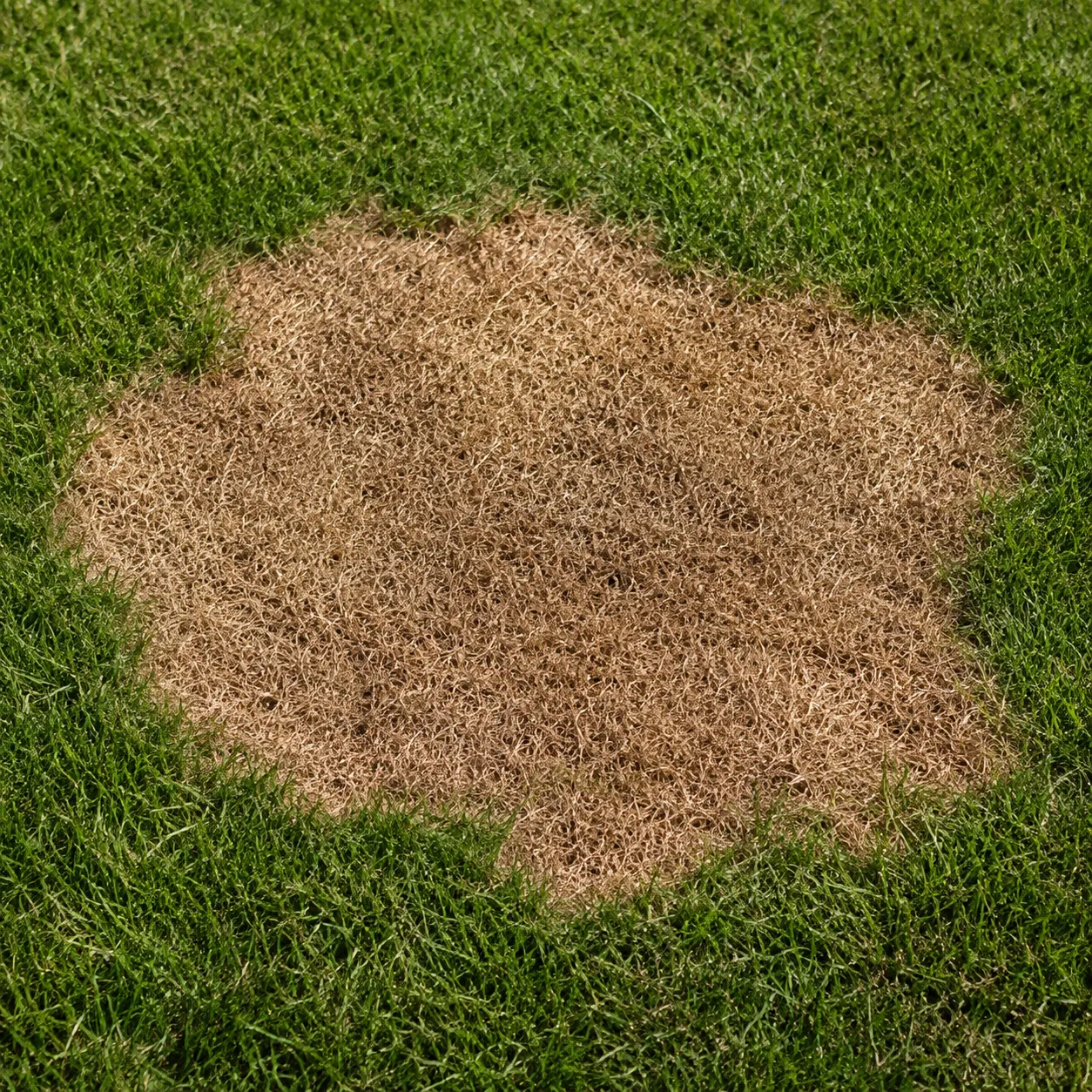 dead patch