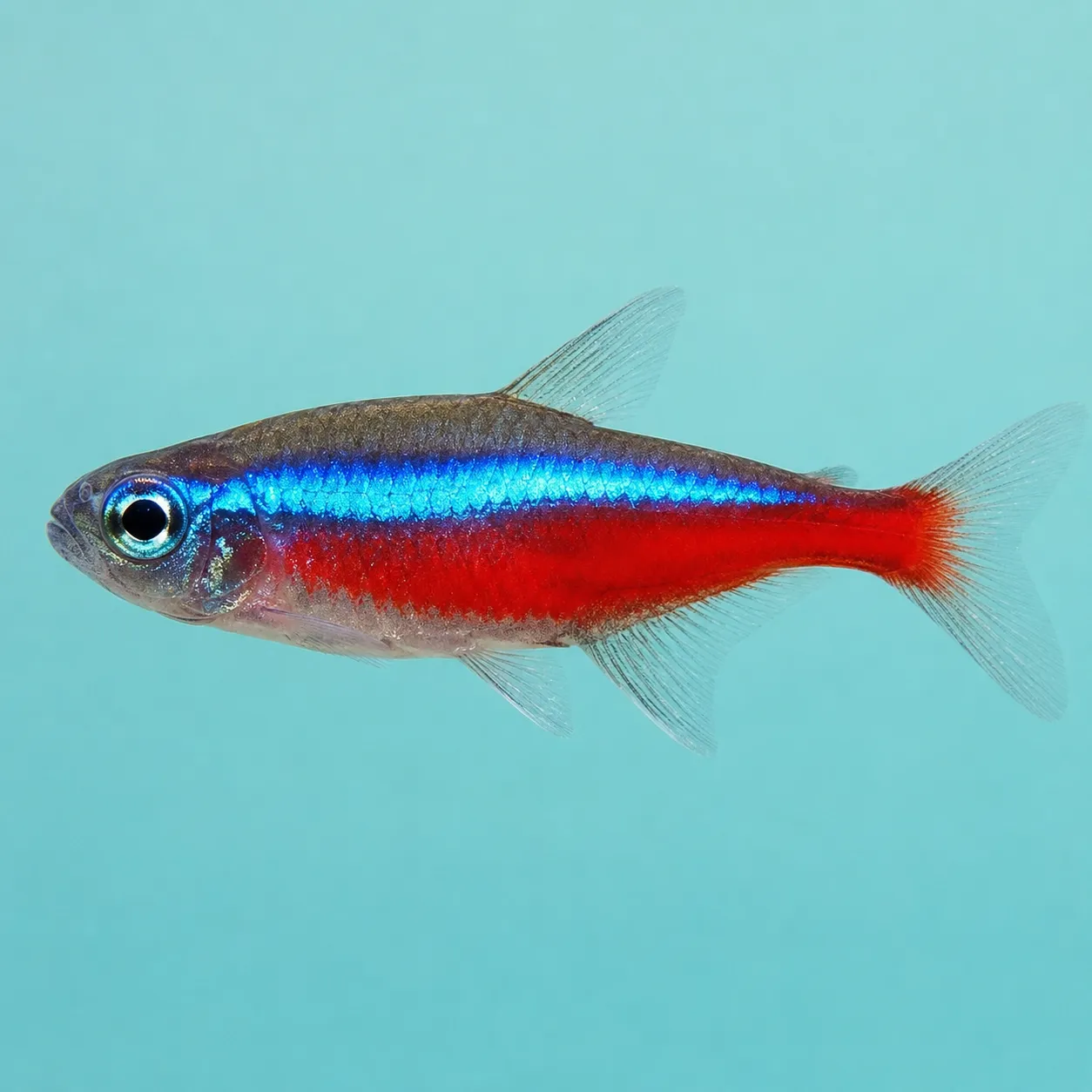 tetra