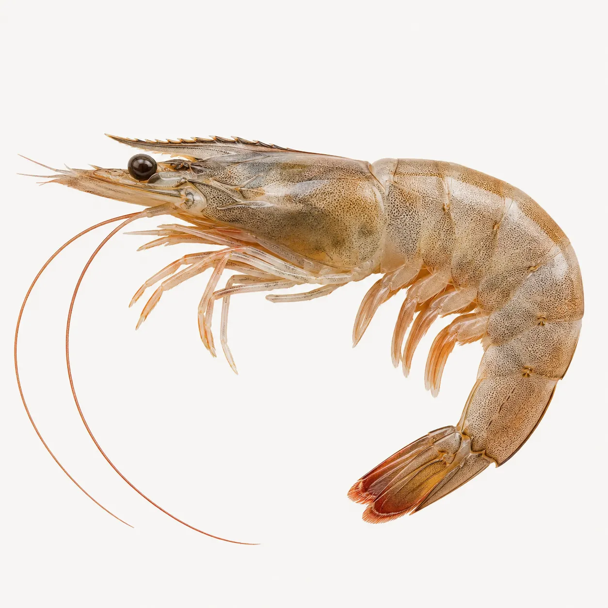 shrimp