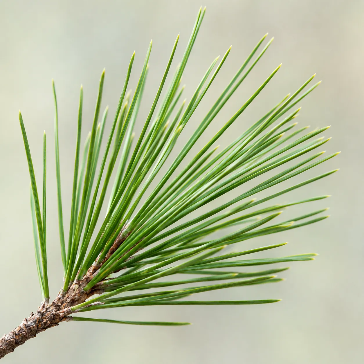pine needle