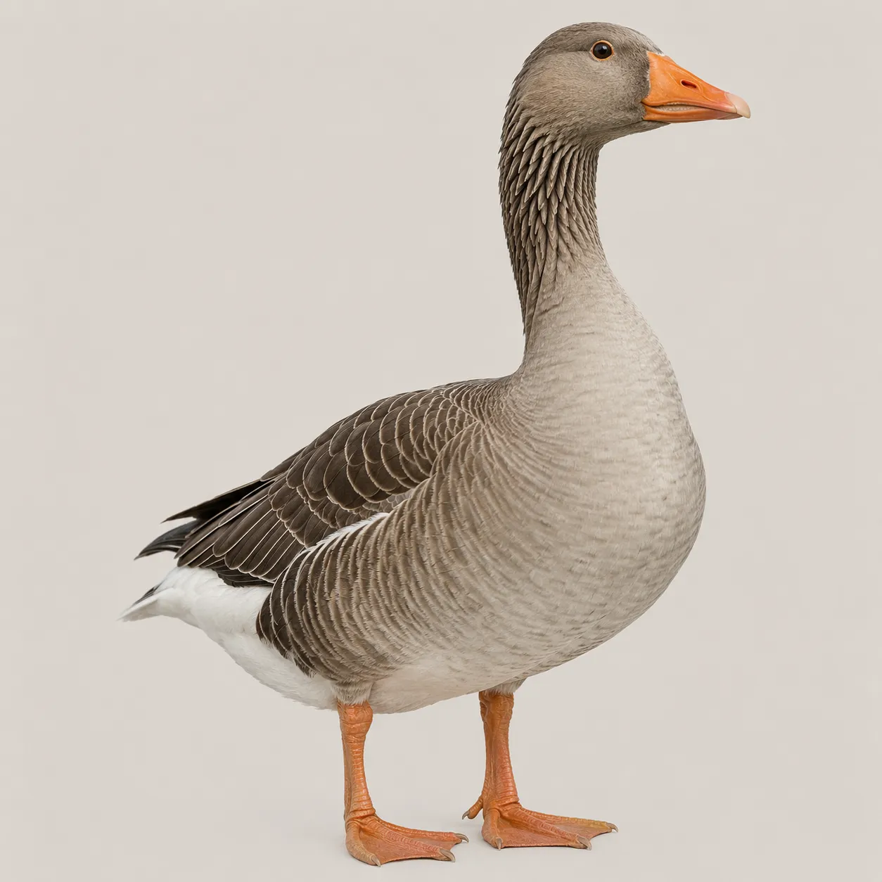 goose