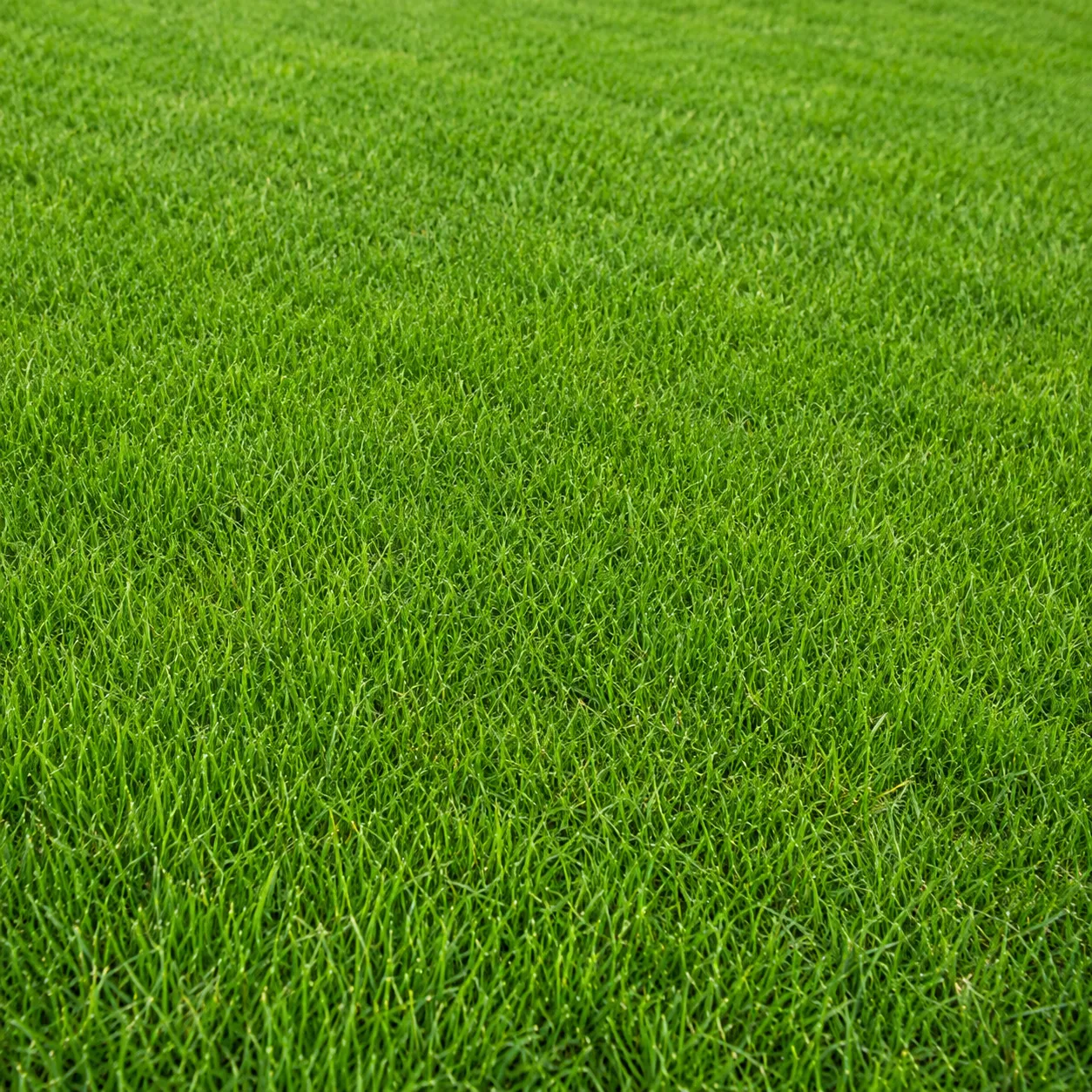 grassy