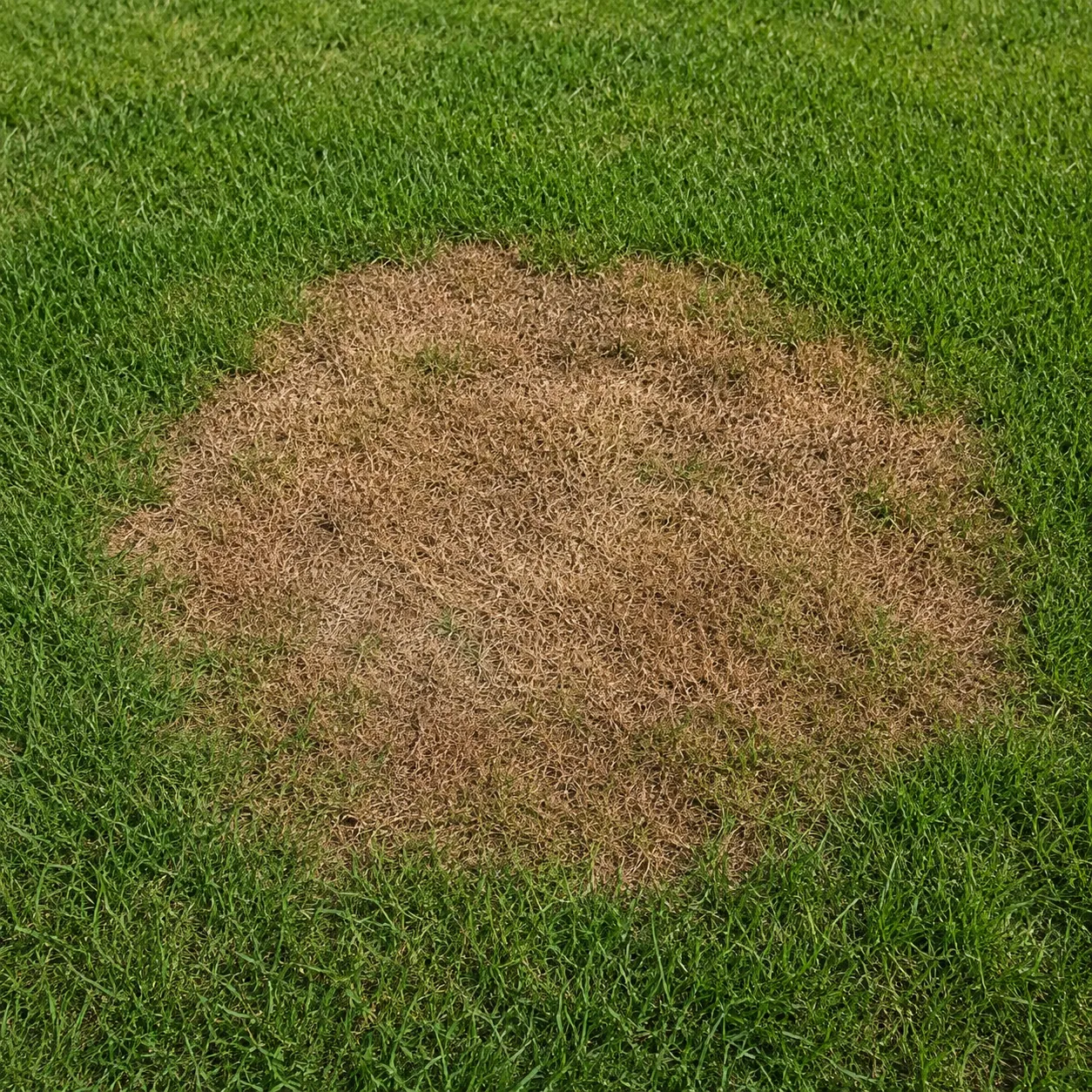 brown patch