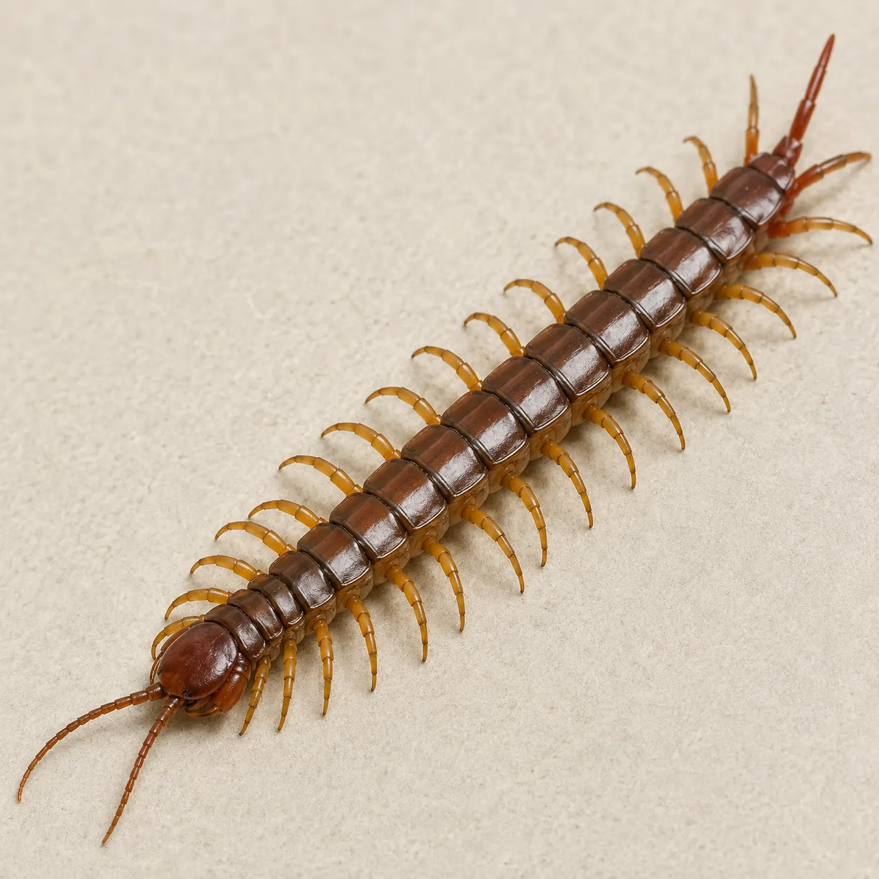 centipede