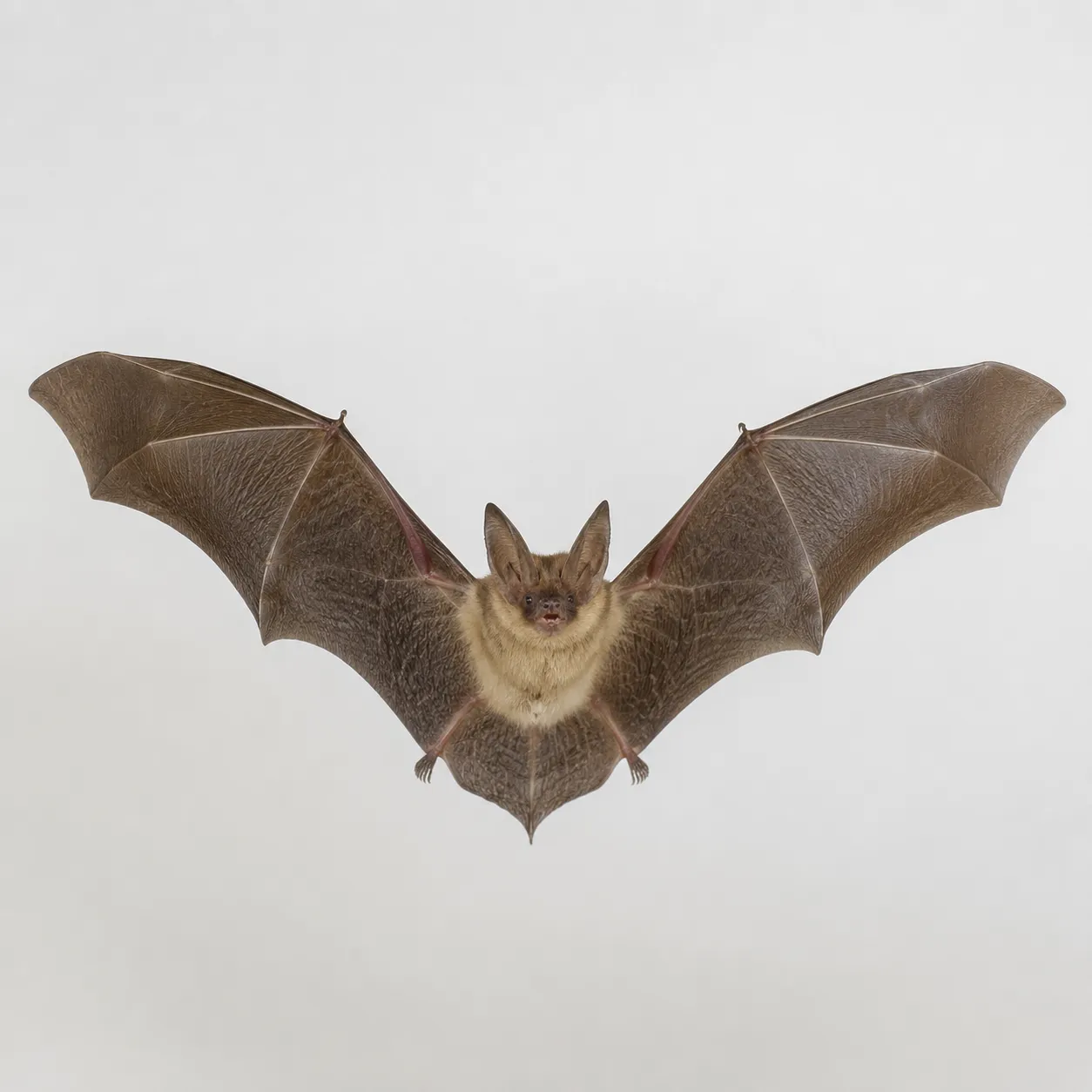 bat