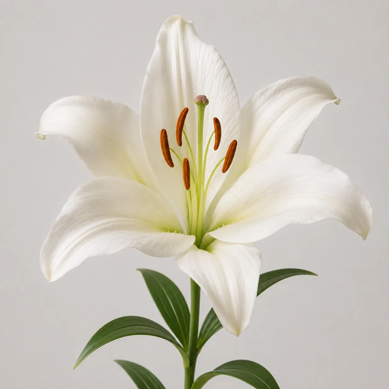 chrysanthemum