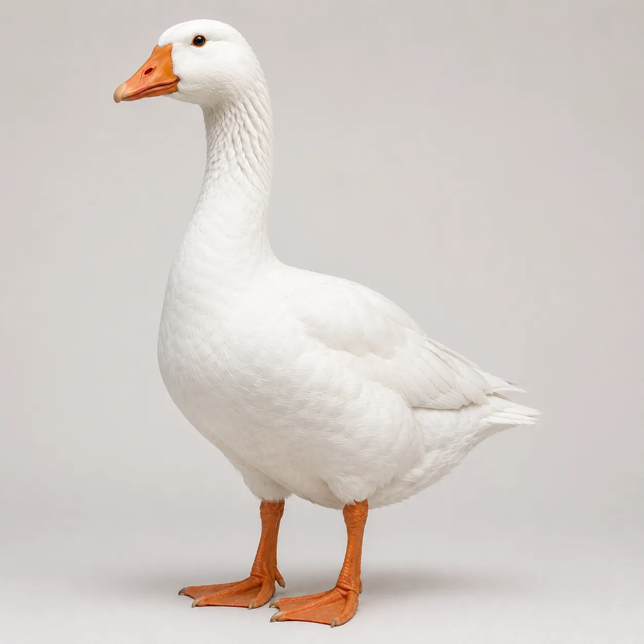 domestic goose