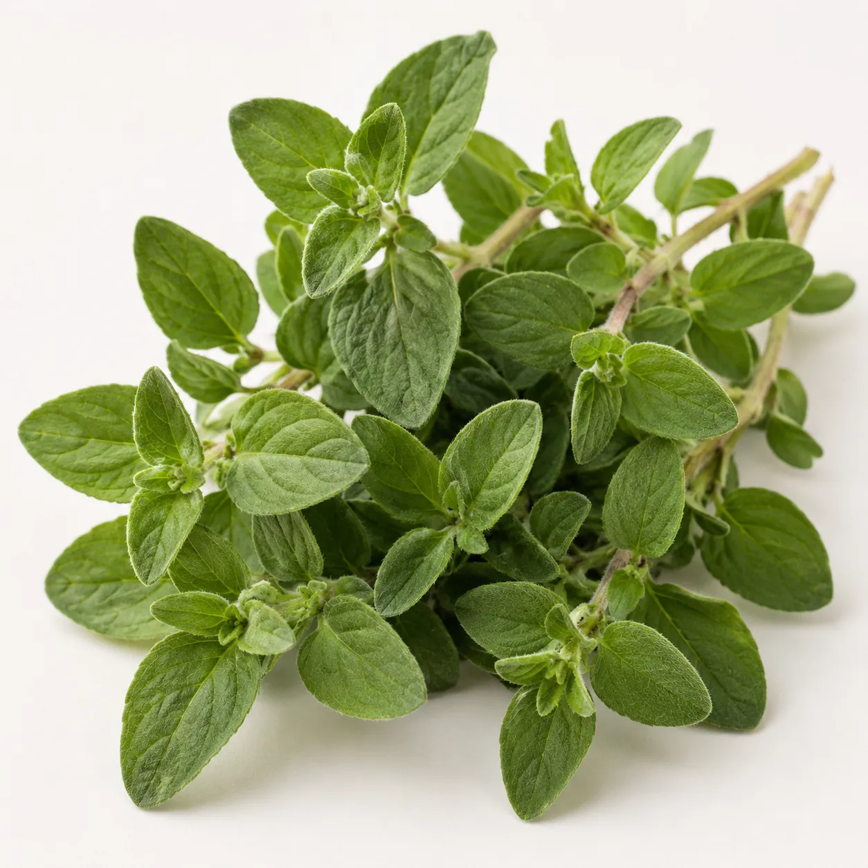 oregano