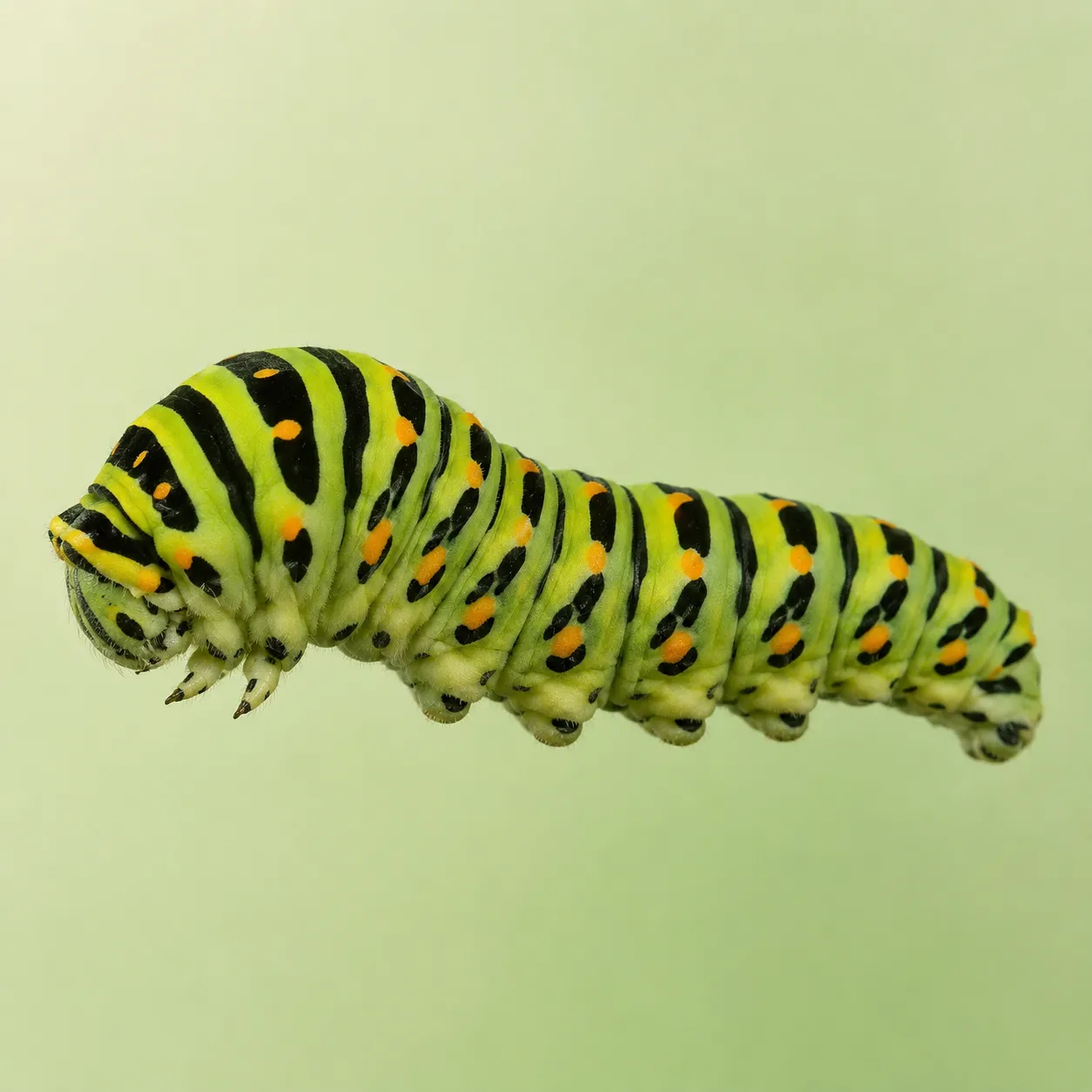 caterpillar
