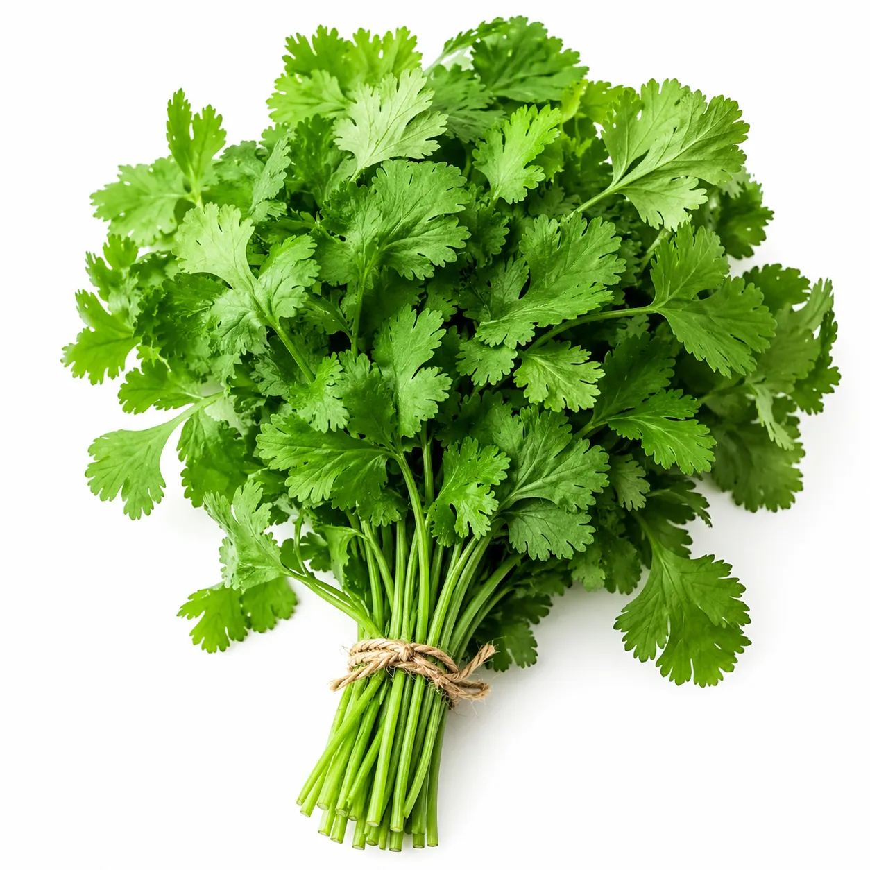 cilantro