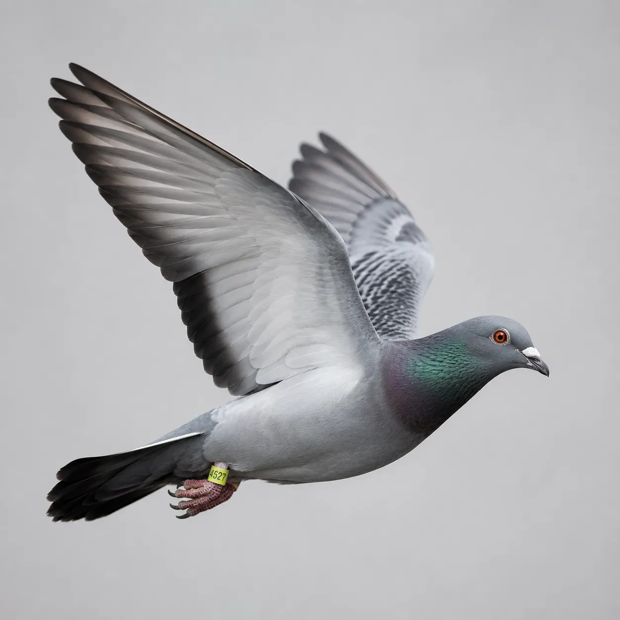 racing pigeon