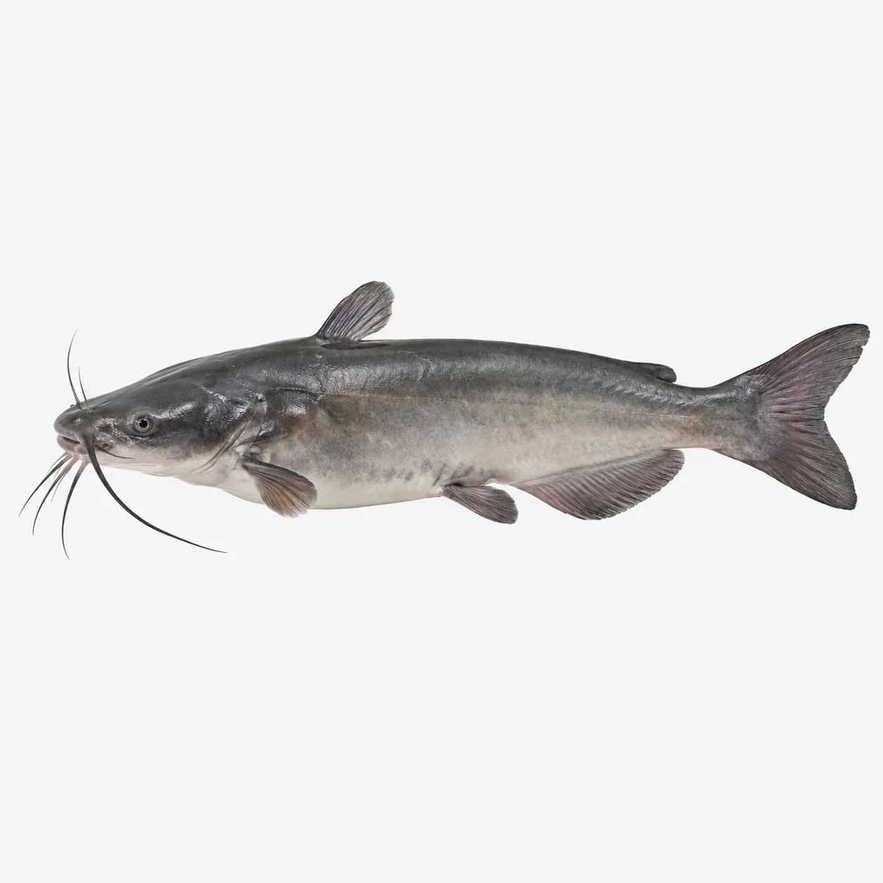 catfish