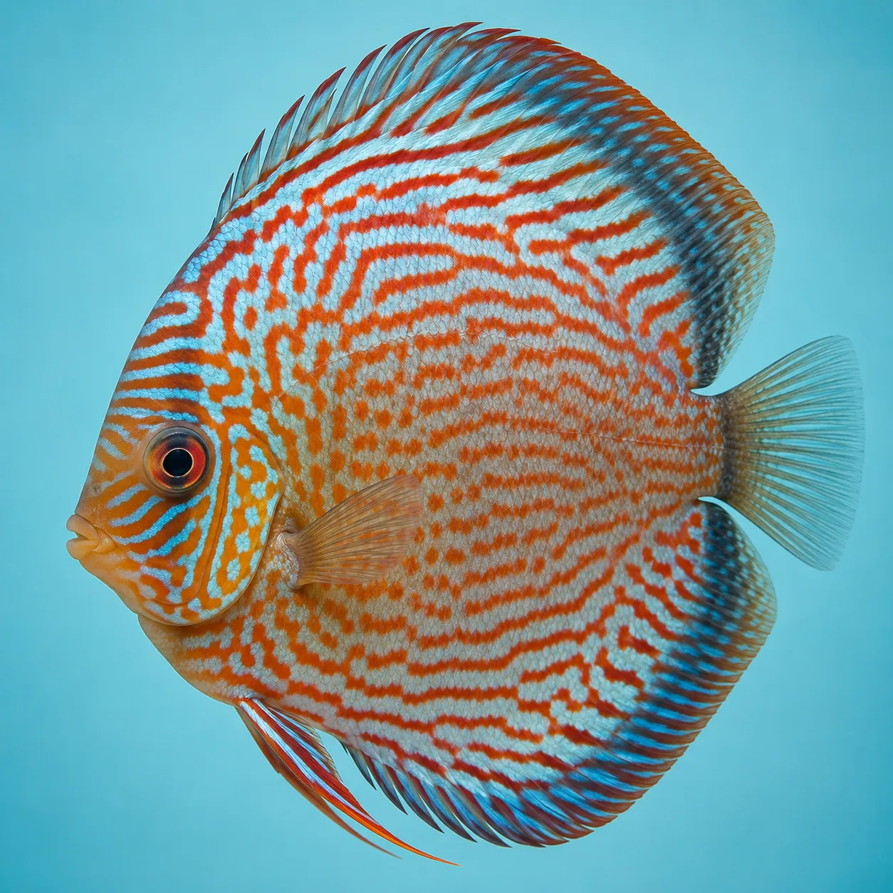 discus fish