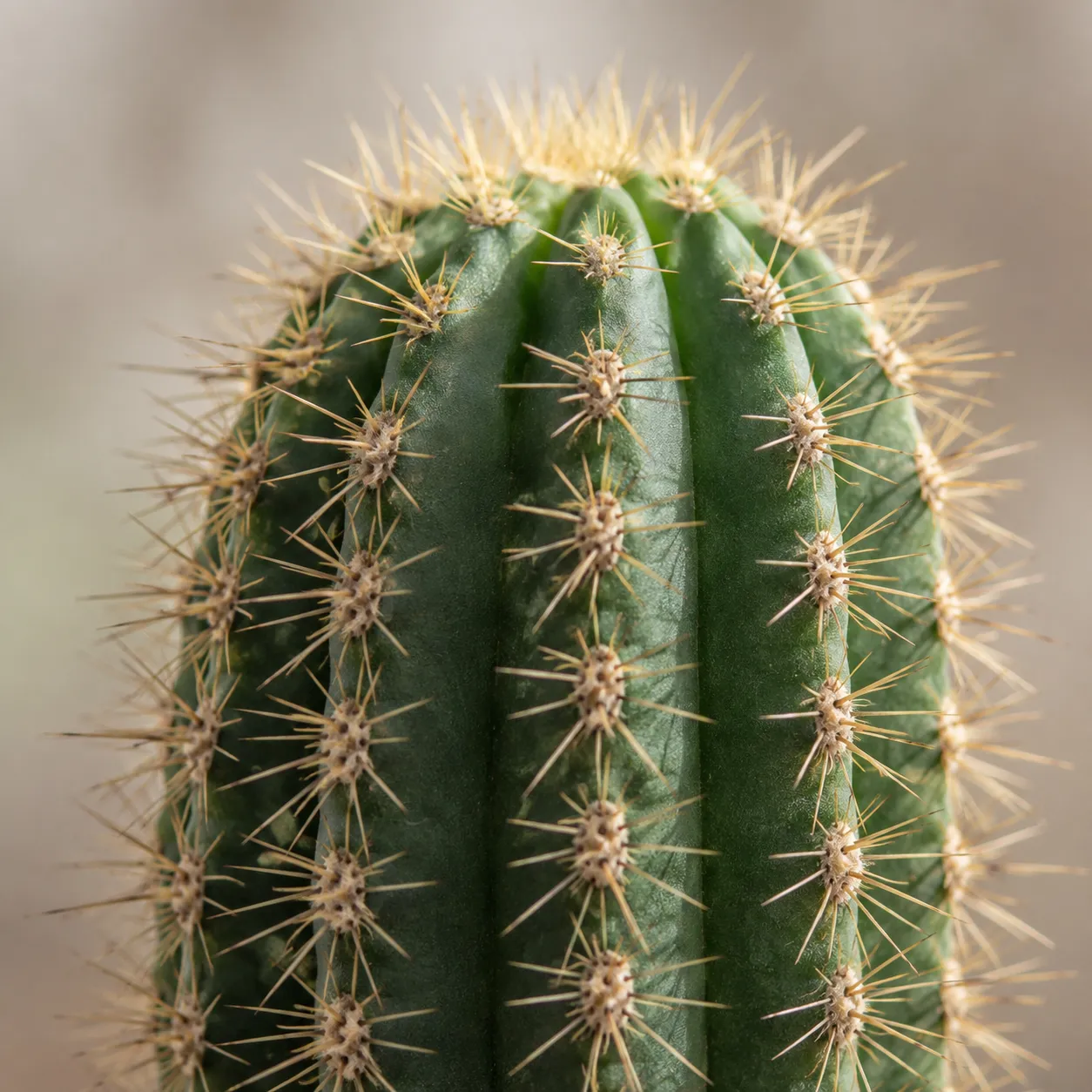 prickly