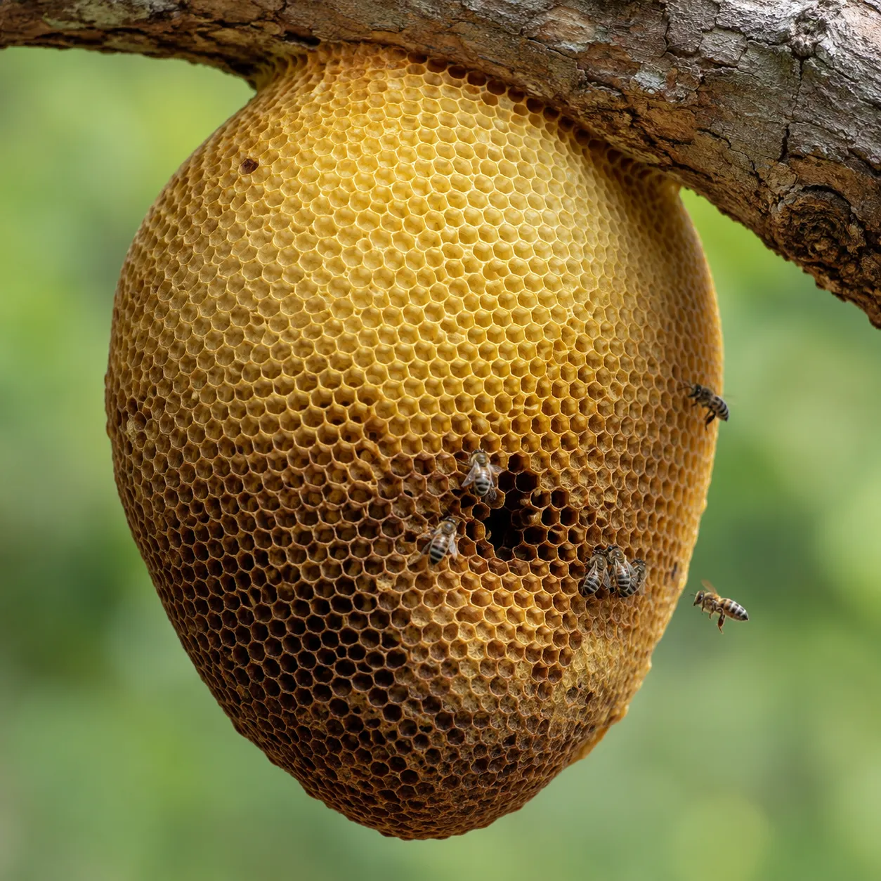 beehive