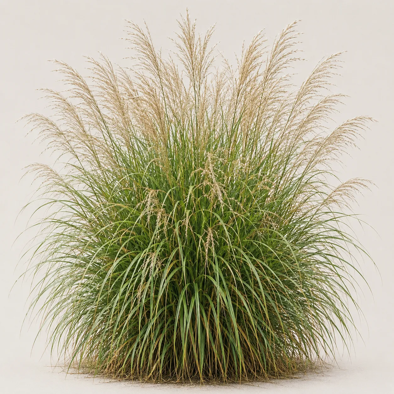ornamental grass