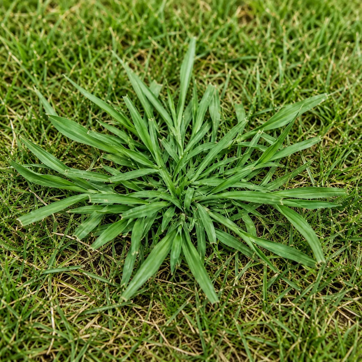 crabgrass