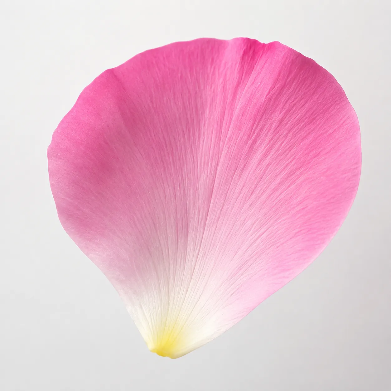 petal